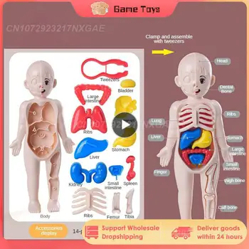 1-5 шт. Набор из 14 предметов для детской науки и образования, модель органа человеческого тела, собранные своими руками игрушки для раннего обучения