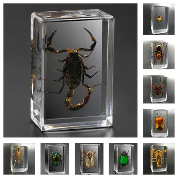 Настоящий образец насекомого Скорпион Паук Оса Жук Идеи из прозрачной смолы Небольшой Орнамент Обучающее наблюдение Коллекционное искусство V02